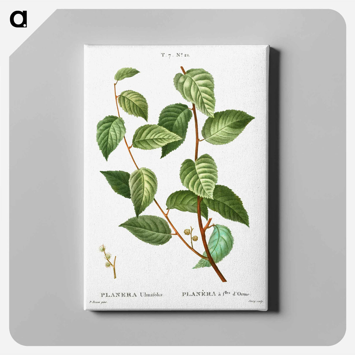 Planer tree - Pierre-Joseph Redouté Canvas.