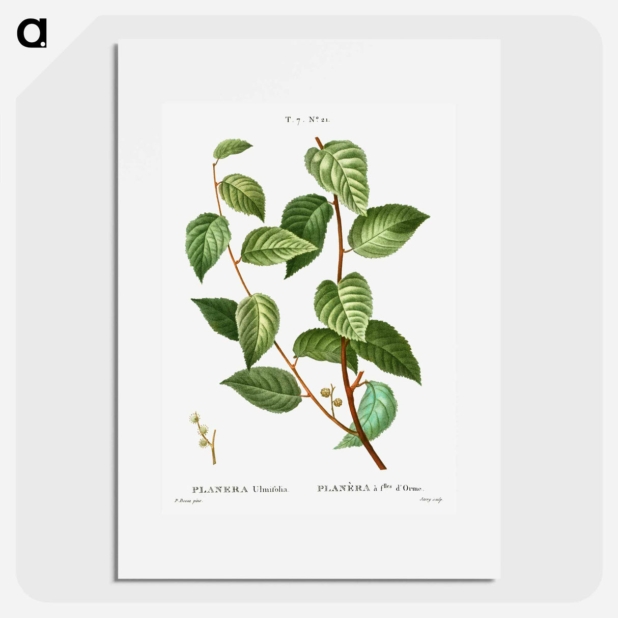 Planer tree - Pierre Joseph Redouté Poster.