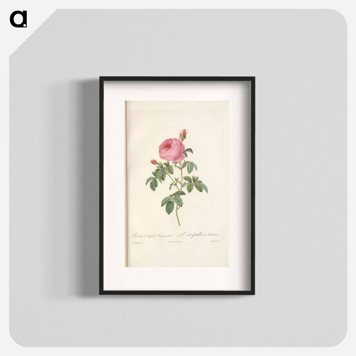 Rose illustration - Pierre Joseph Redouté Poster.