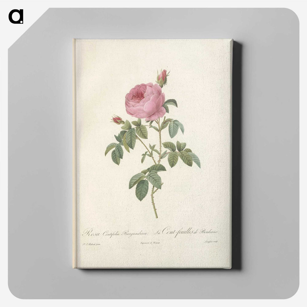 8-14_Pierre-Joseph-Redoute_canvas