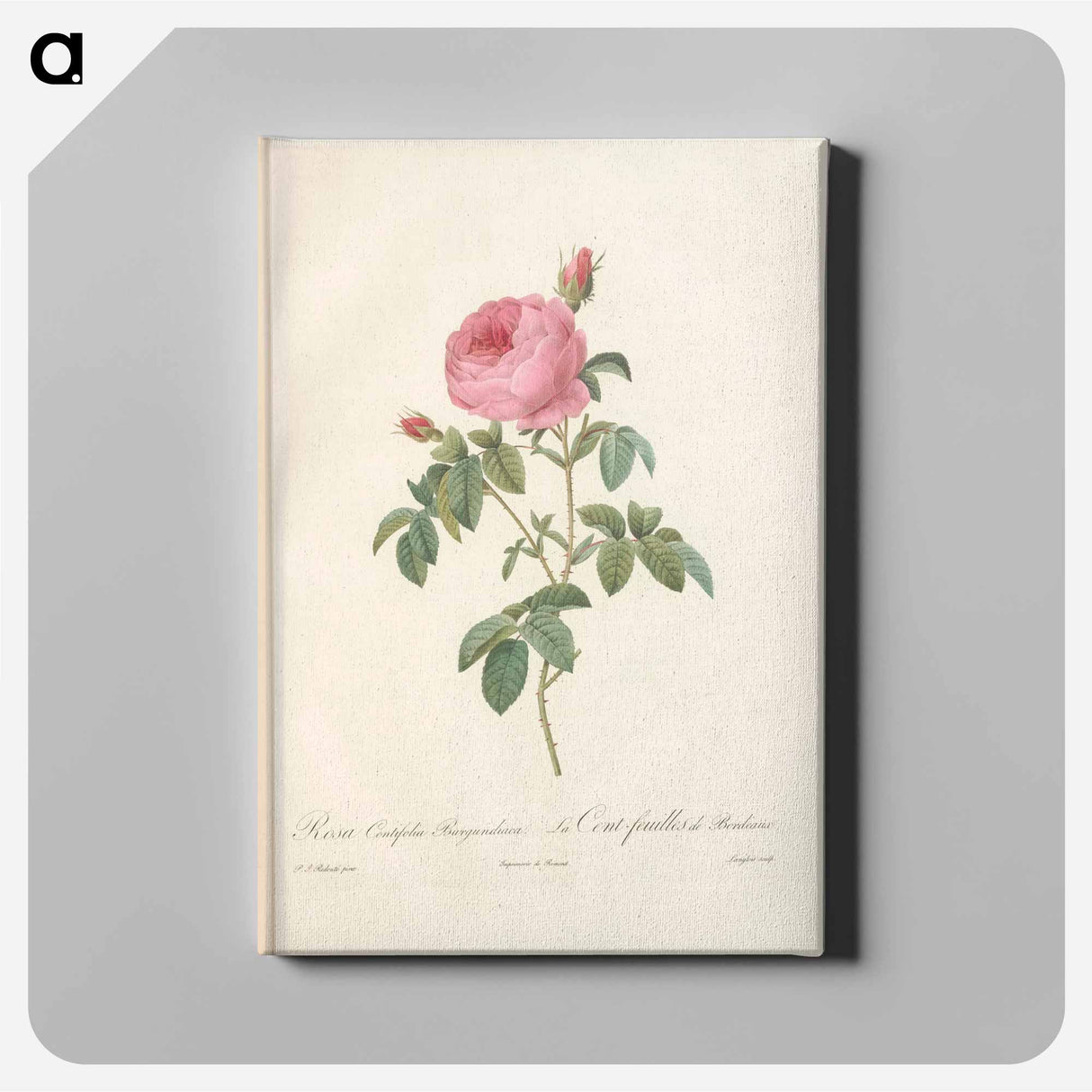 Rose illustration - Pierre Joseph Redouté Canvas.