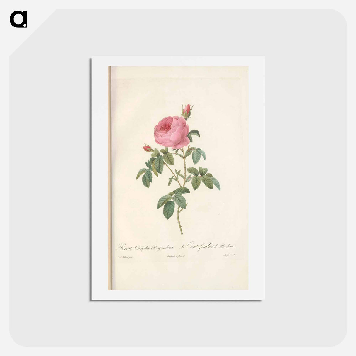 アートポストカード-Rose illustration - ピエール ジョゼフ ルドゥーテ Postcard.