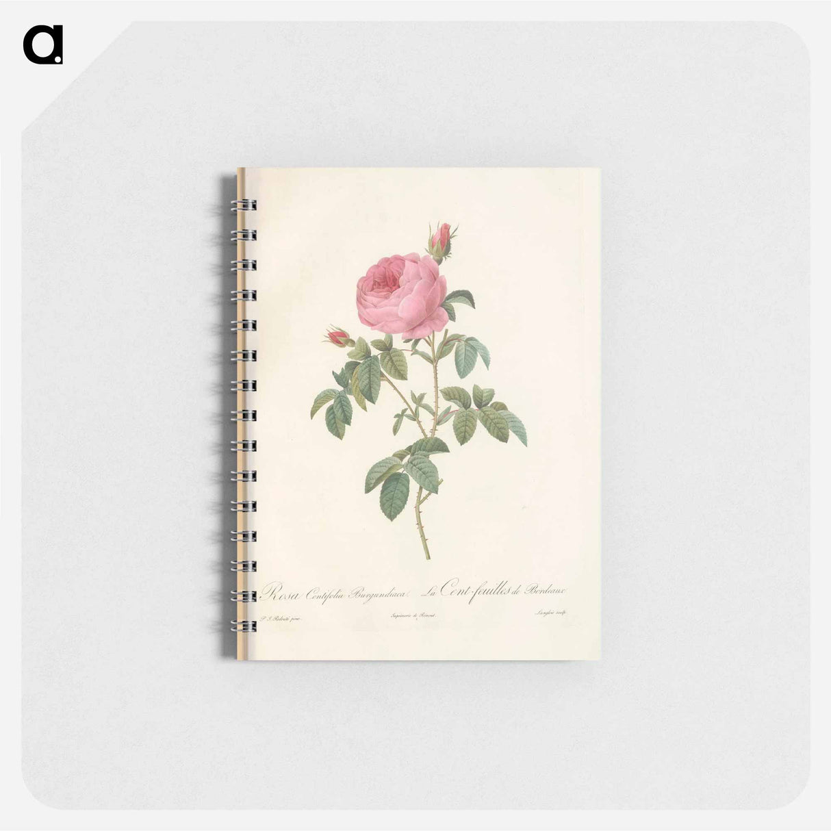 Rose illustration - ピエール ジョゼフ ルドゥーテ Memo.