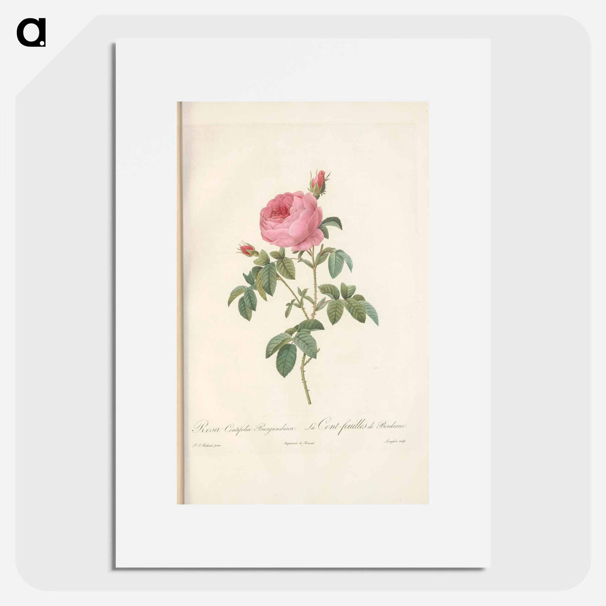 Rose illustration - Pierre Joseph Redouté Poster.