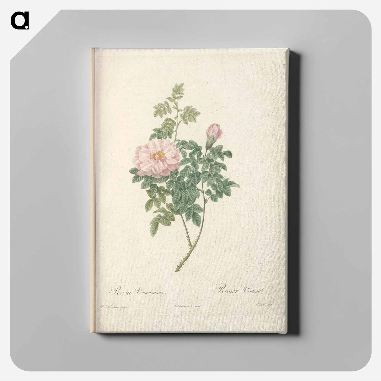 アートパネル-Rose illustration - ピエール ジョゼフ ルドゥーテ Canvas.