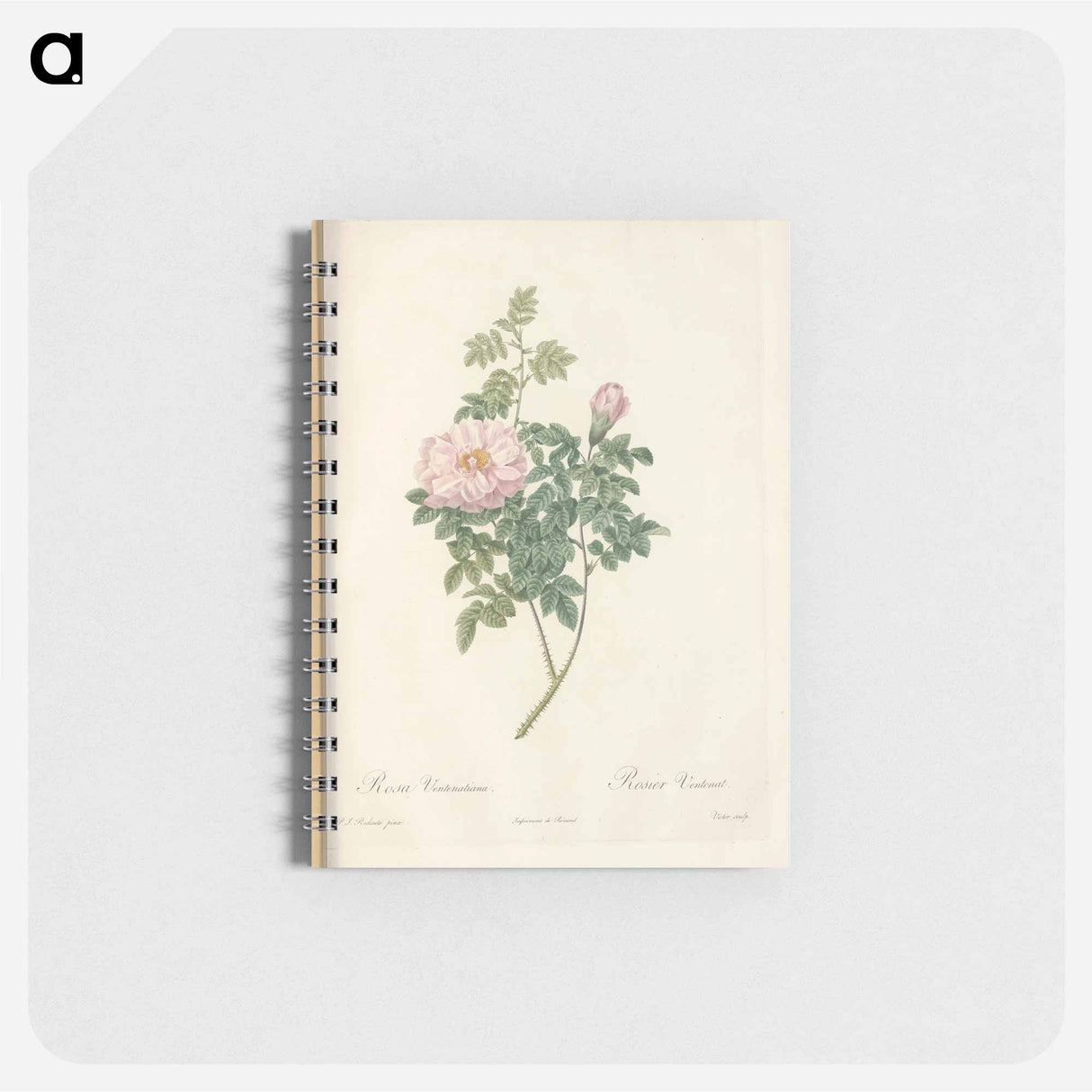 Rose illustration - ピエール ジョゼフ ルドゥーテ Memo.