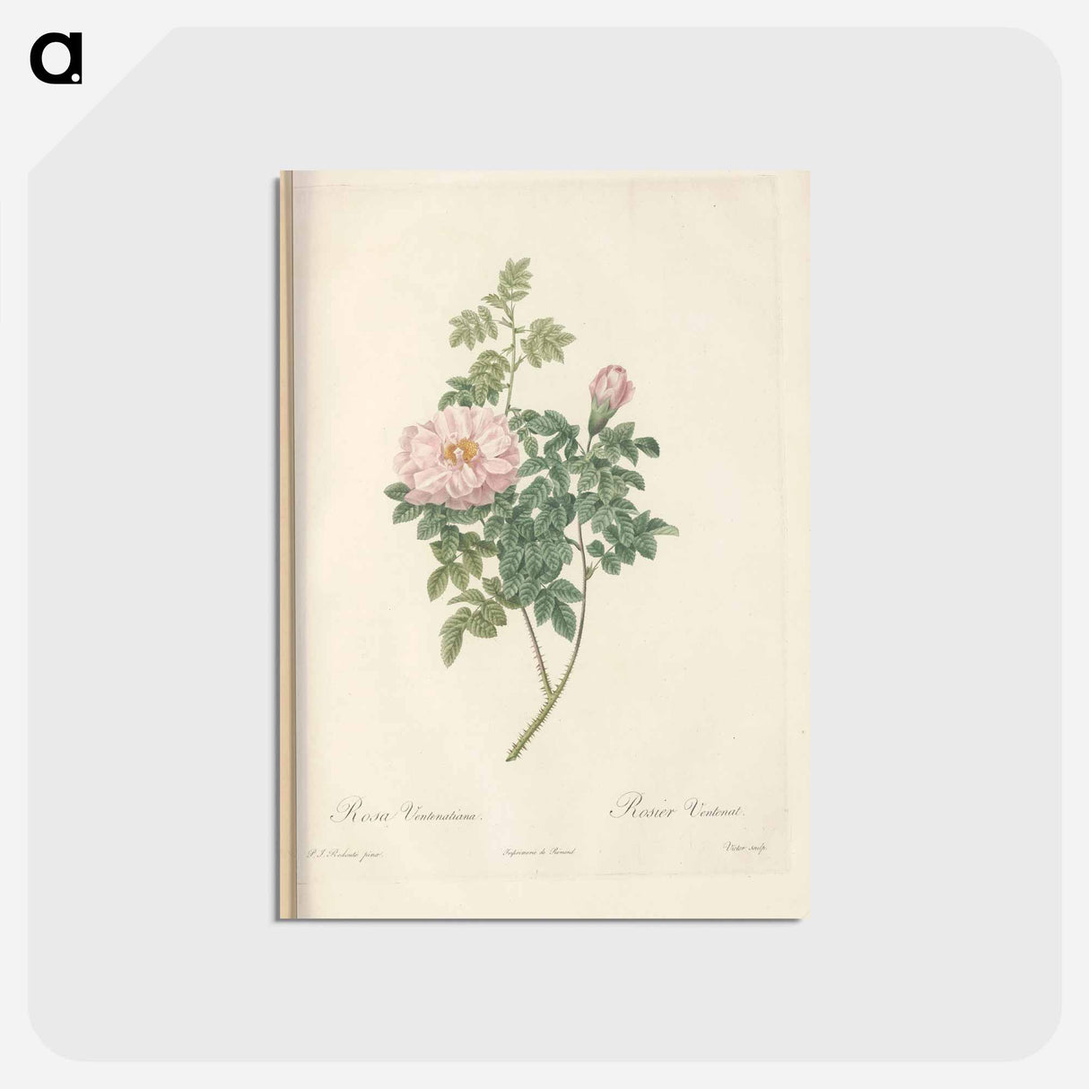 アートポストカード-Rose illustration - ピエール ジョゼフ ルドゥーテ Postcard.