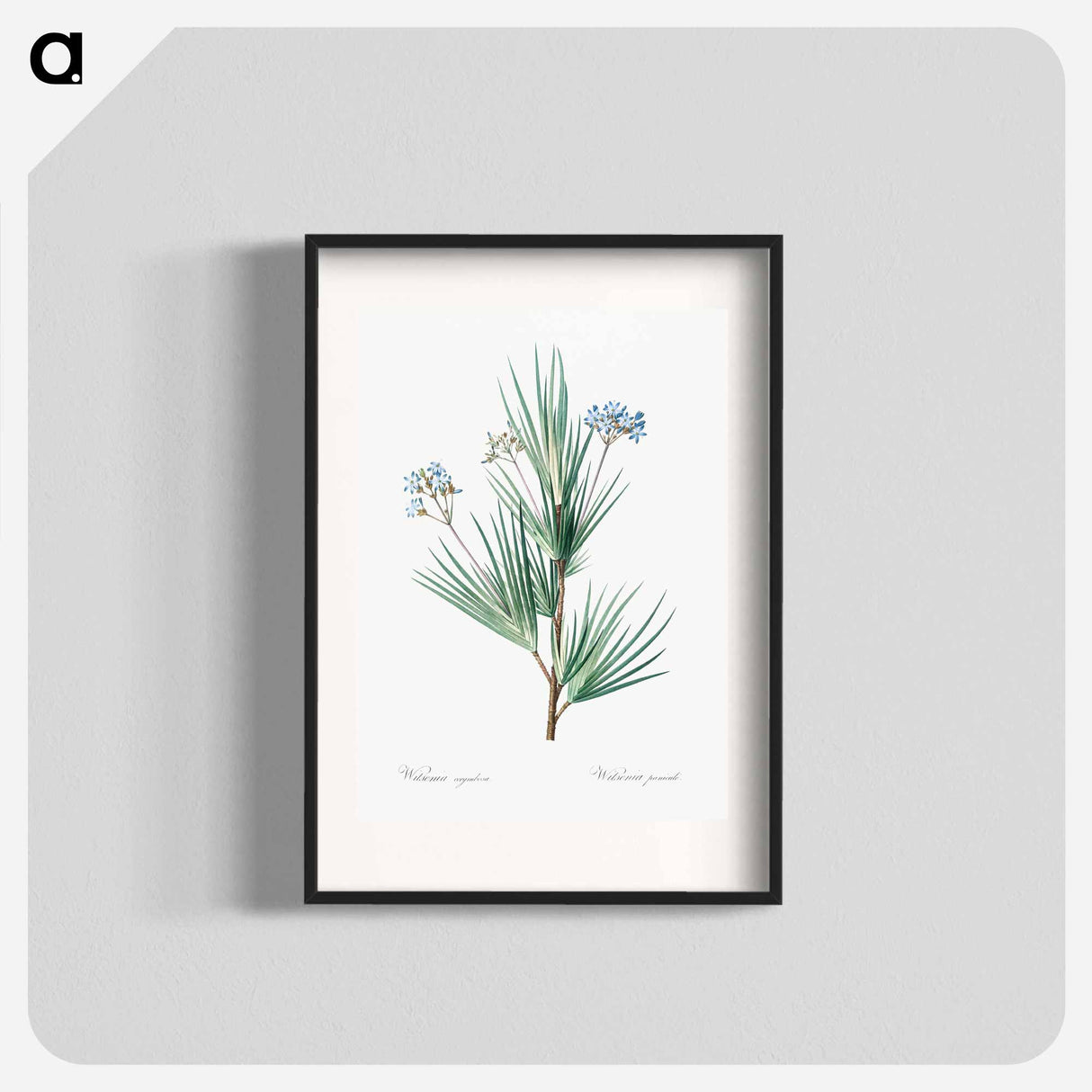 Blue stars illustration - Pierre Joseph Redouté Poster.