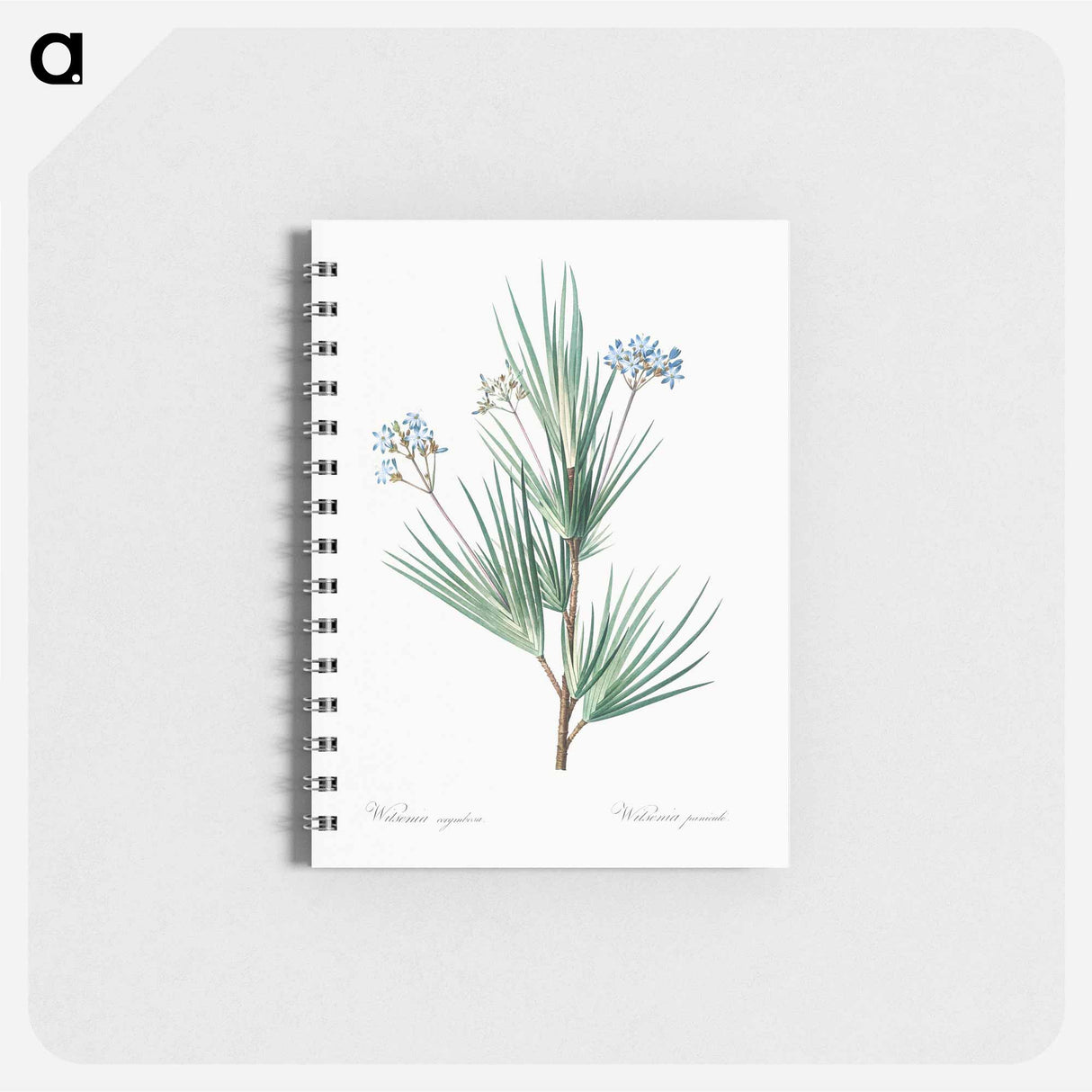 Blue stars illustration - ピエール ジョゼフ ルドゥーテ Memo.