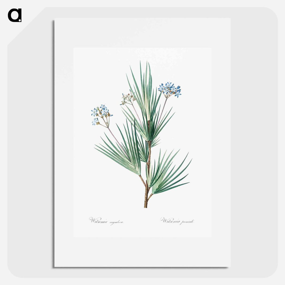 Blue stars illustration - Pierre Joseph Redouté Poster.