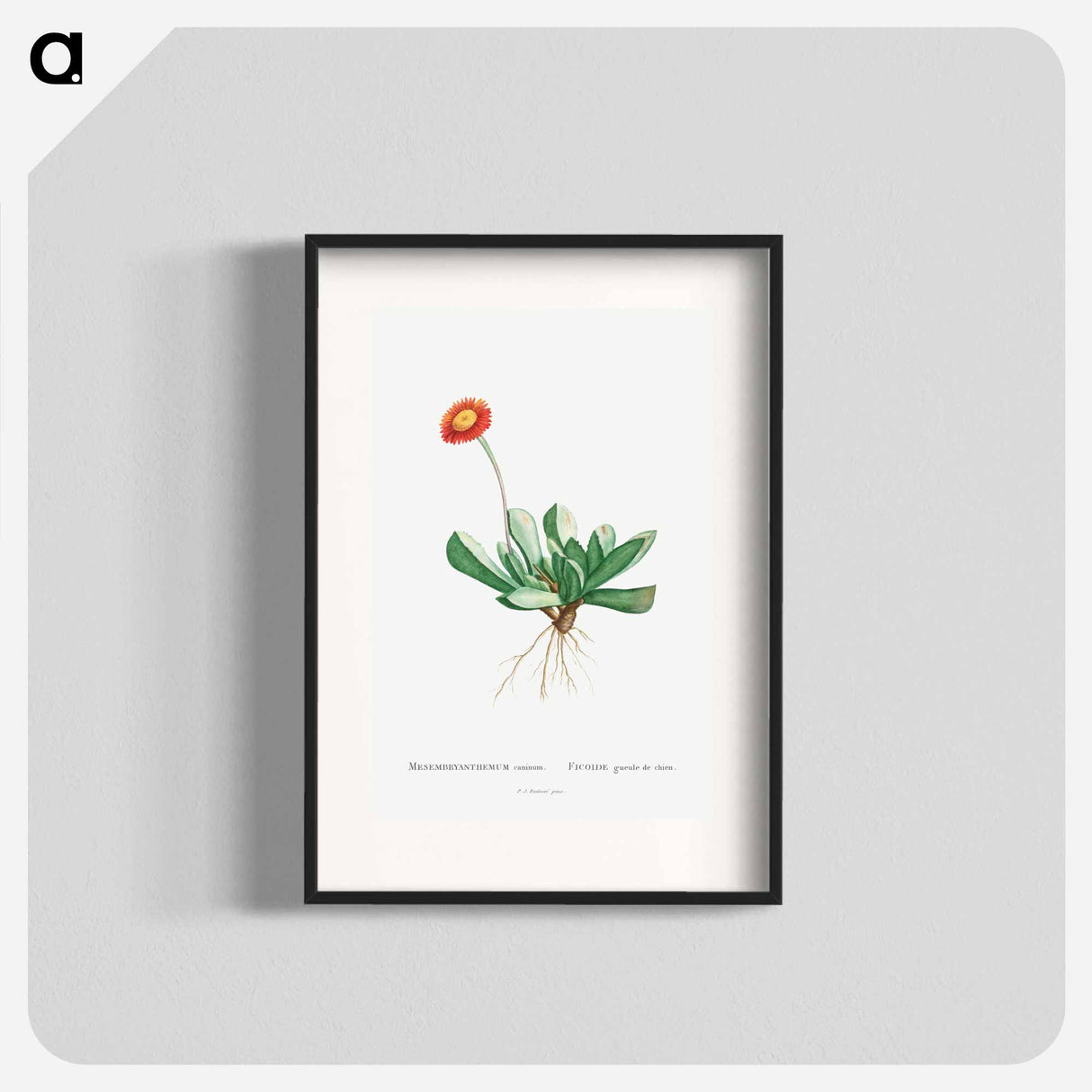 Mesembryanthemum Caninum - Pierre Joseph Redouté Poster.