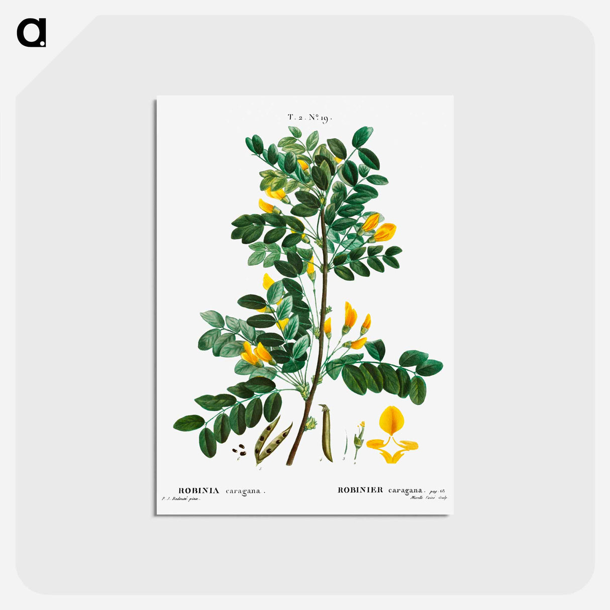 アートポストカード-Siberian pea tree - ピエール ジョゼフ ルドゥーテ Postcard.