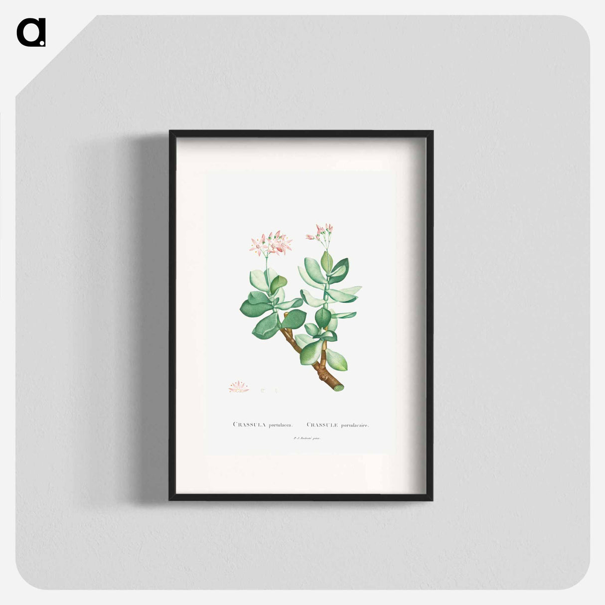 Crassula Portulacea - Pierre Joseph Redouté Poster.