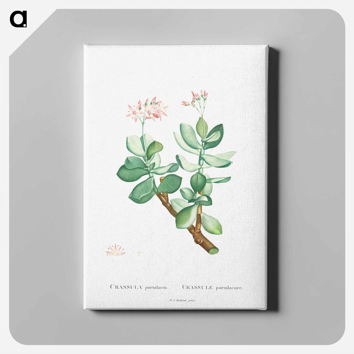 Crassula Portulacea - Pierre Joseph Redouté Canvas.