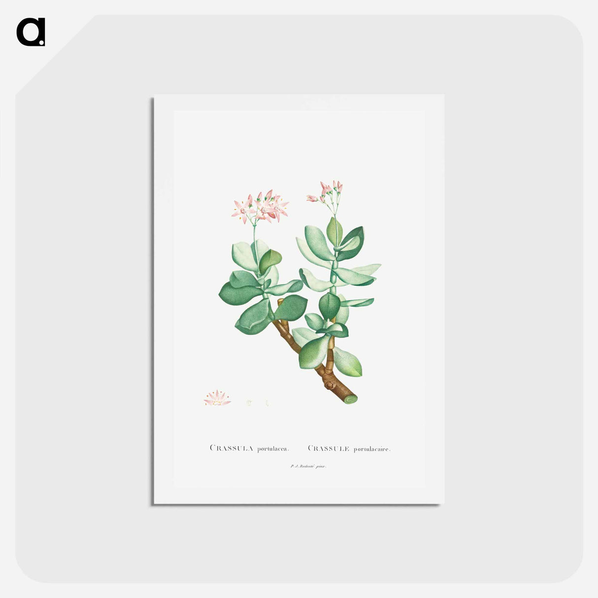 アートポストカード-Crassula Portulacea - ピエール ジョゼフ ルドゥーテ Postcard.
