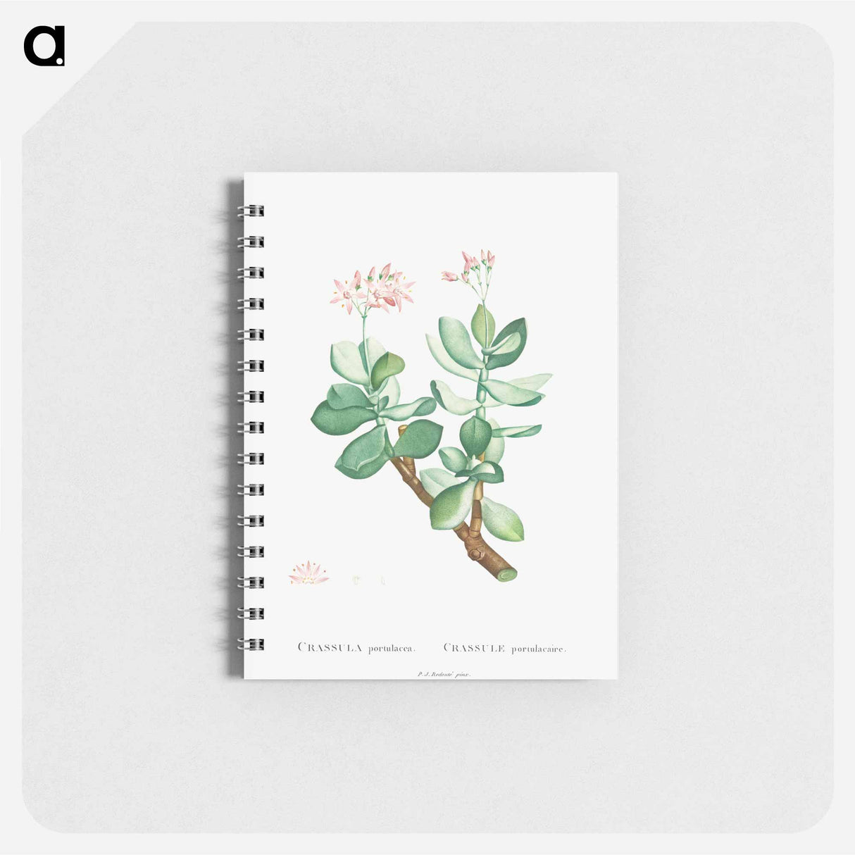 アートメモ帳-Crassula Portulacea - ピエール ジョゼフ ルドゥーテ Memo.