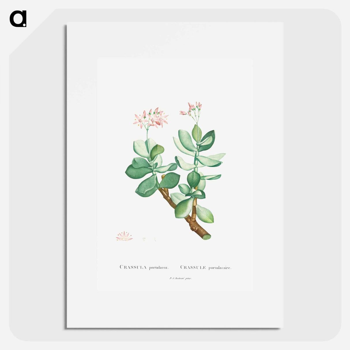 Crassula Portulacea - Pierre Joseph Redouté Poster.