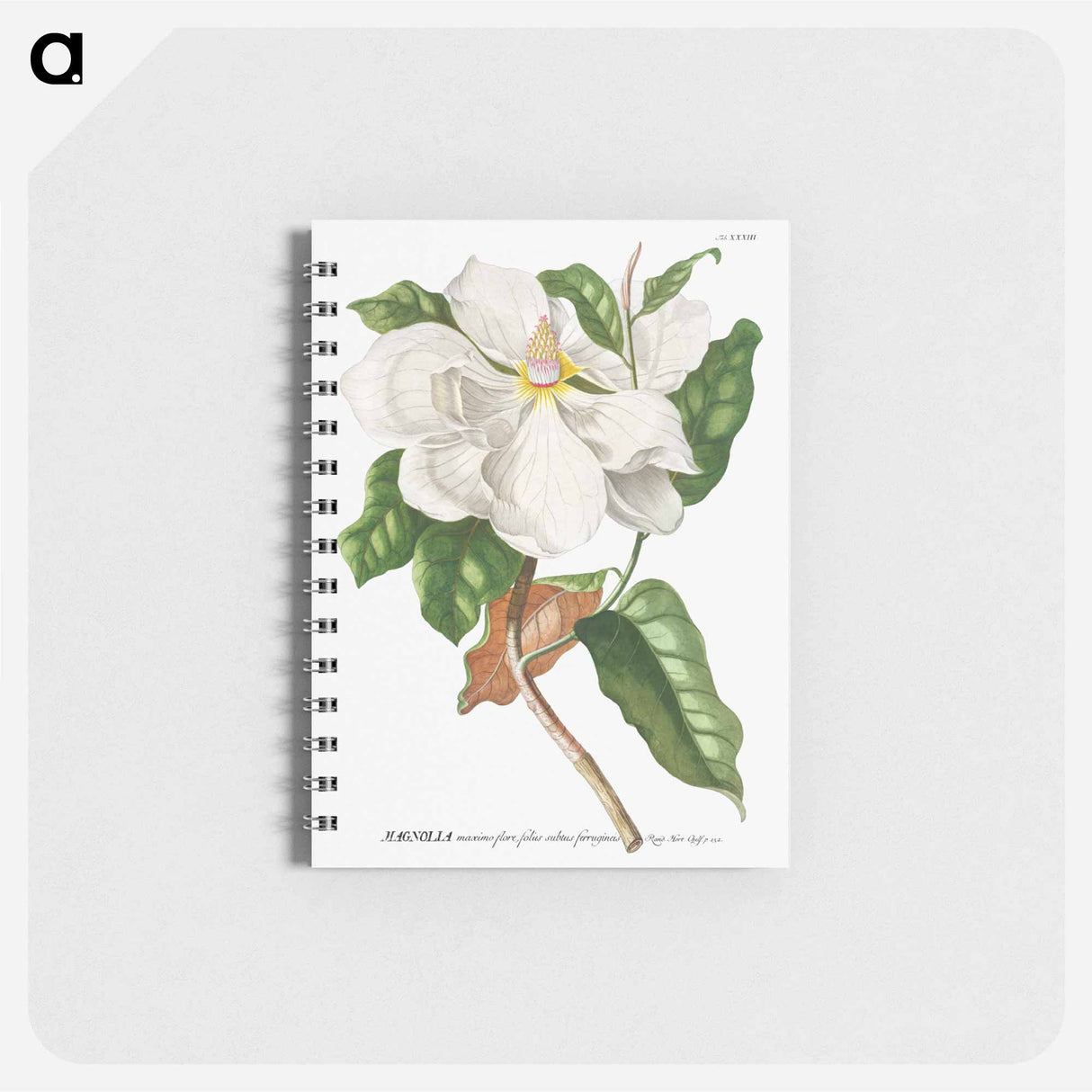 アートメモ帳-Magnolia
- クリーブランド美術館 Memo.