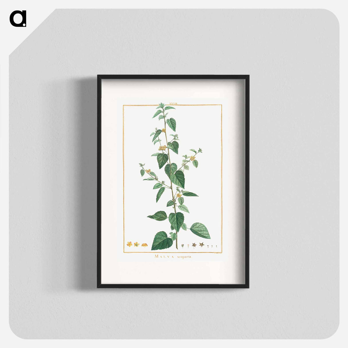 Ehretia Internodis - Pierre Joseph Redouté Poster.