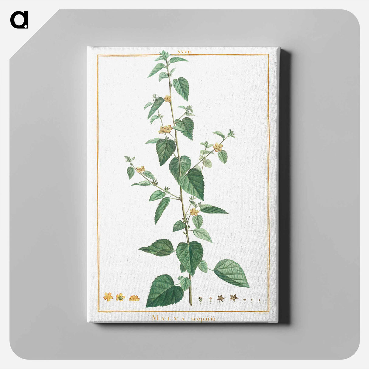 Ehretia Internodis - Pierre Joseph Redouté Canvas.