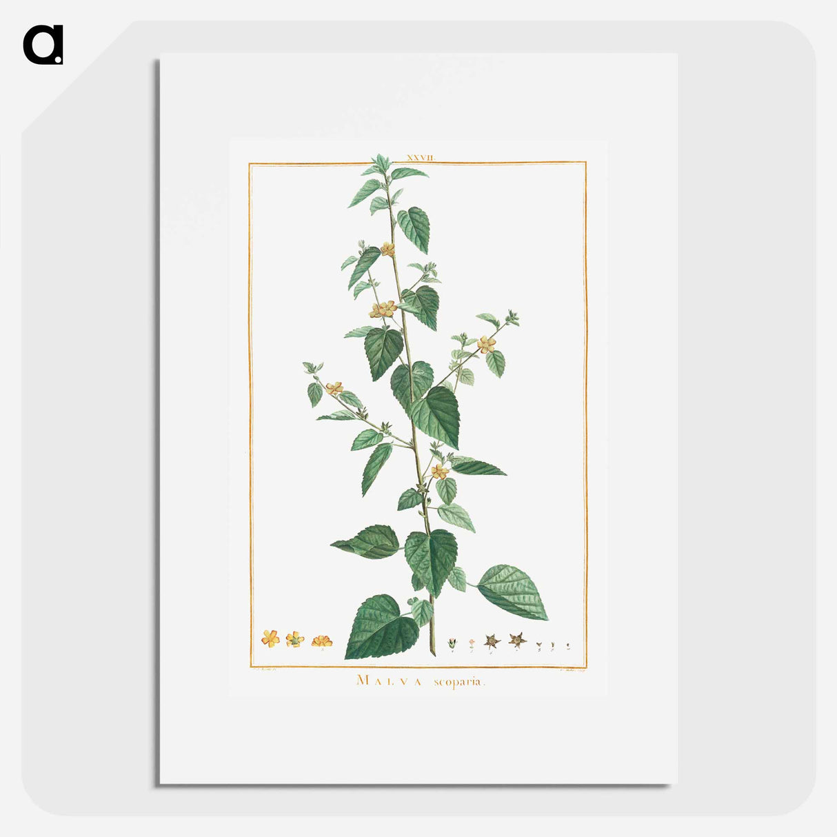 Ehretia Internodis - Pierre Joseph Redouté Poster.