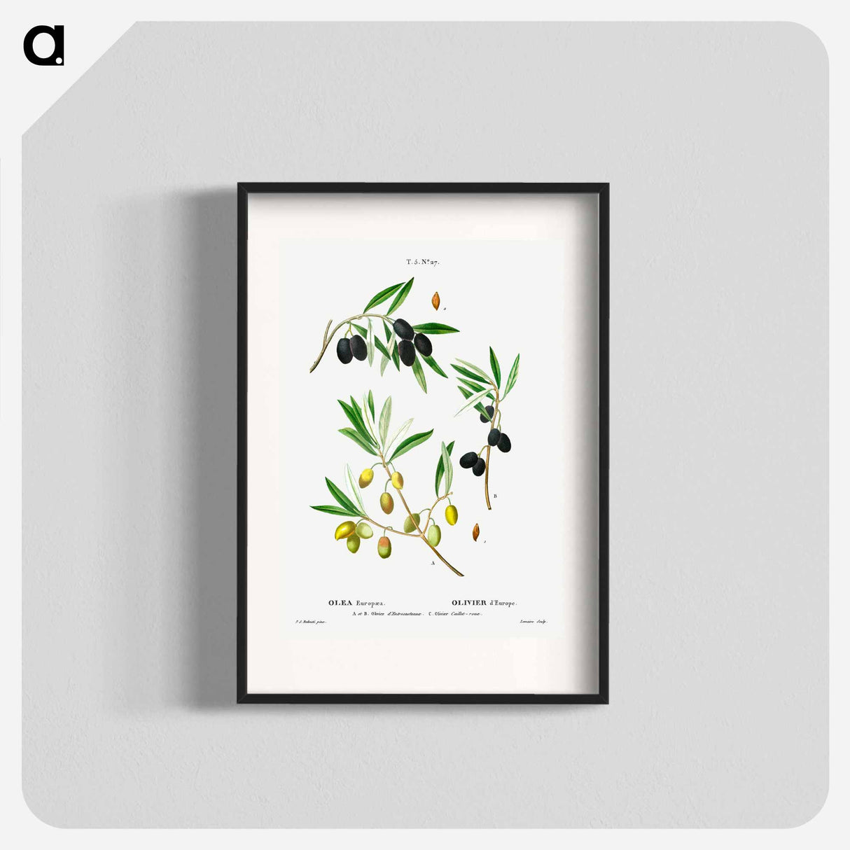 Olive (Olea Europæa) - Pierre-Joseph Redouté Poster.