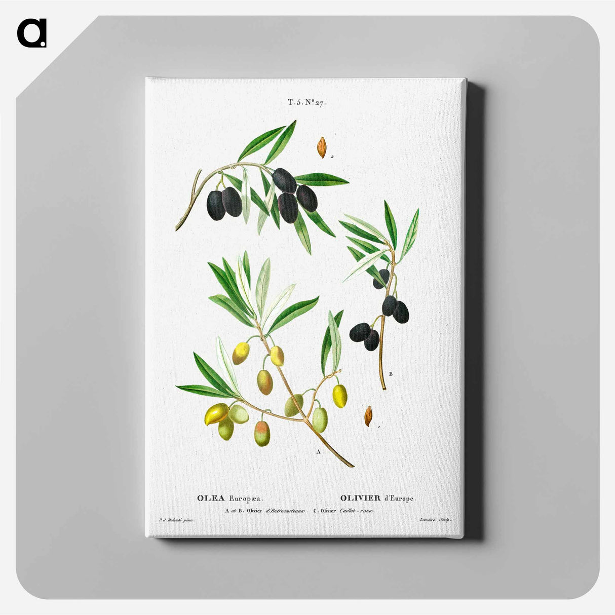 Olive (Olea Europæa) - Pierre-Joseph Redouté Canvas.