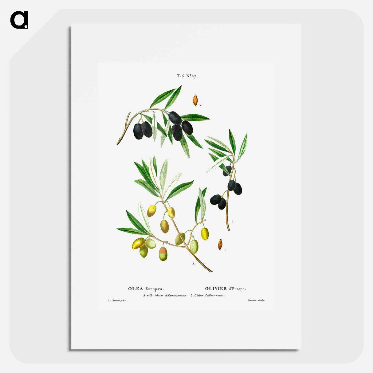 Olive (Olea Europæa) - Pierre-Joseph Redouté Poster.