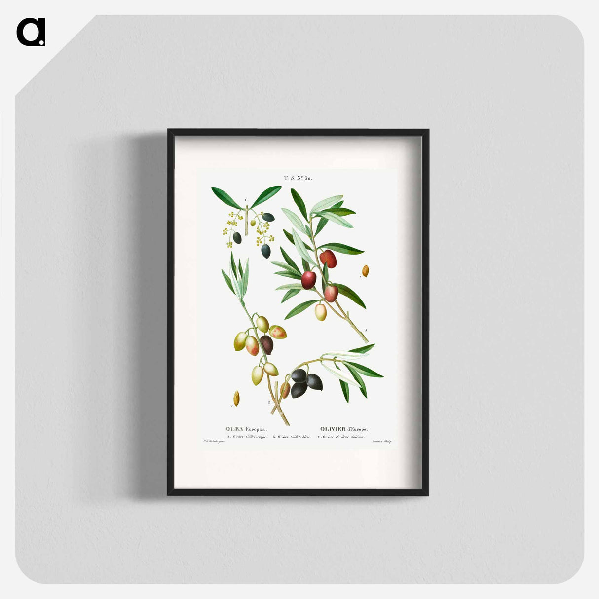 Olive (Olea Europæa) - Pierre-Joseph Redouté Poster.