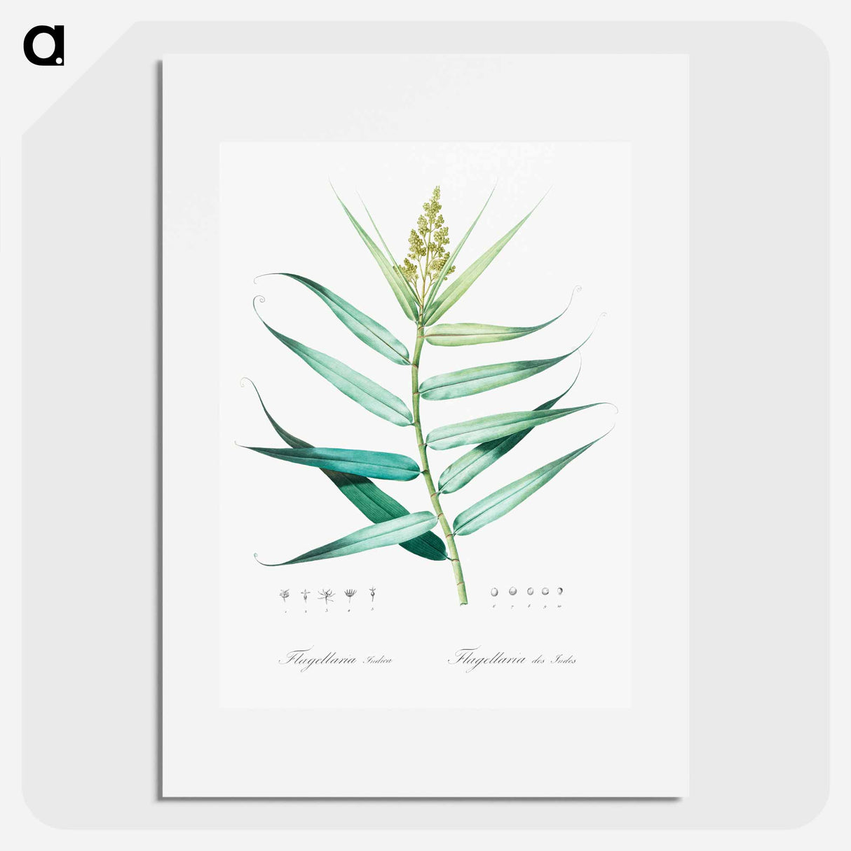 アートポスター-Bush cane illustration - ピエール ジョゼフ ルドゥーテ Poster.