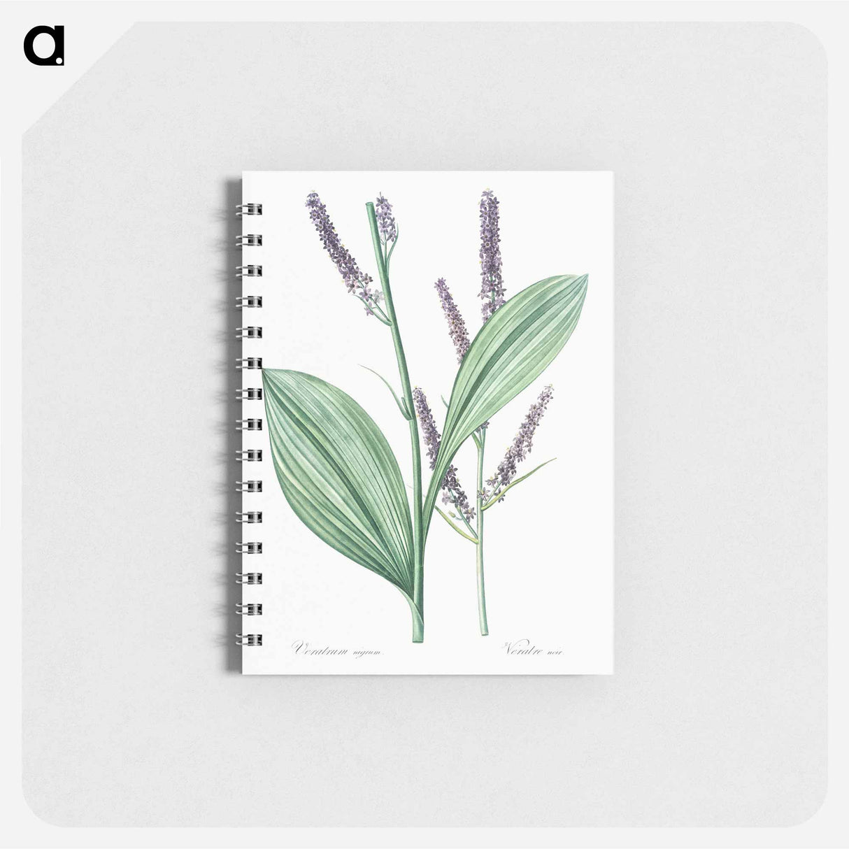 アートメモ帳-Black false hellebore illustration - ピエール ジョゼフ ルドゥーテ Memo.
