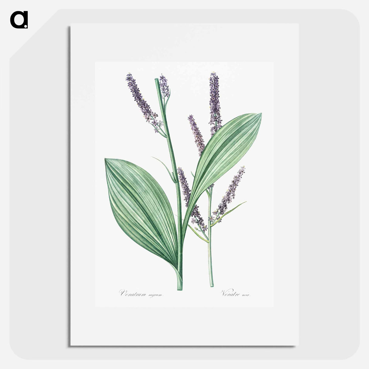 アートポスター-Black false hellebore illustration - ピエール ジョゼフ ルドゥーテ Poster.