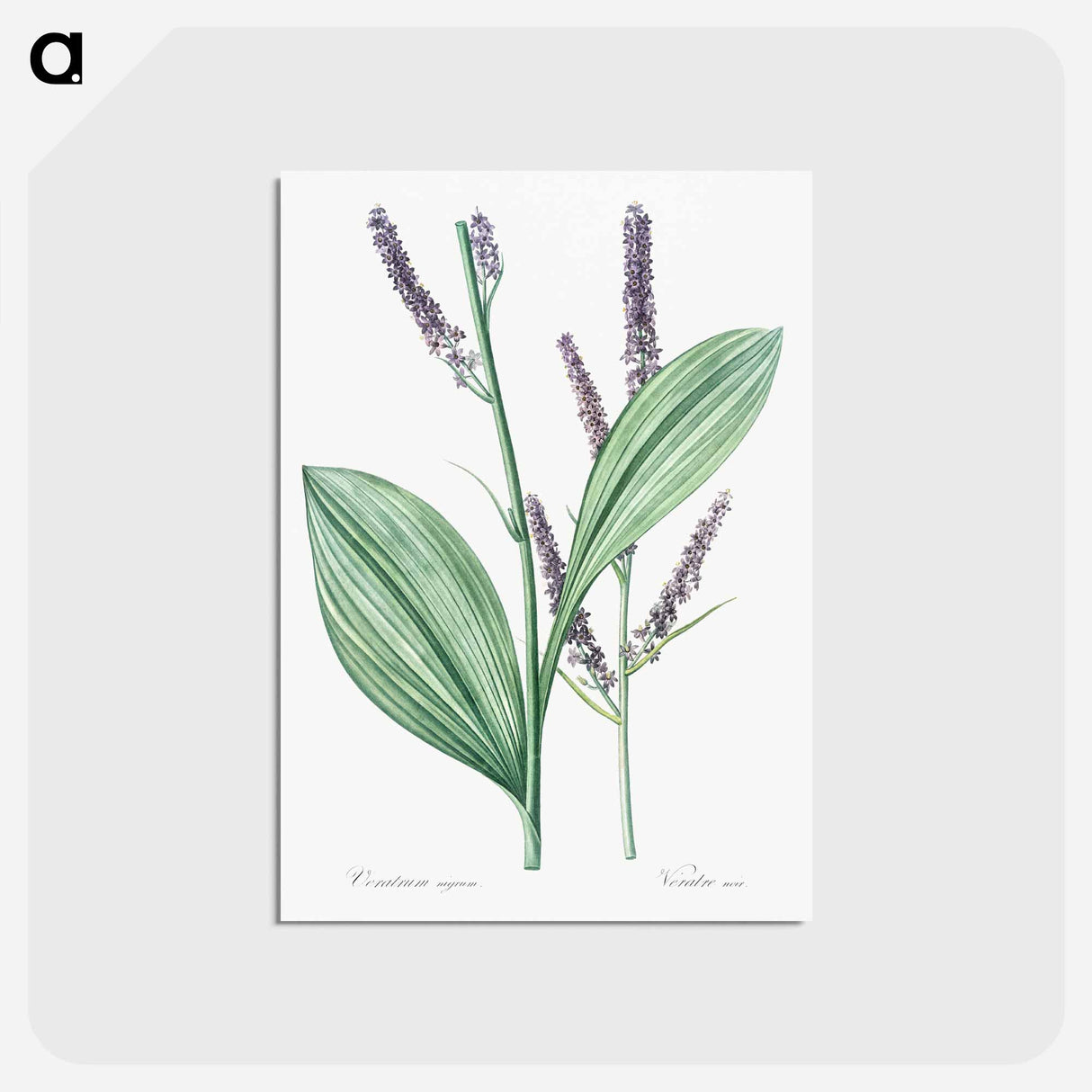 アートポストカード-Black false hellebore illustration - ピエール ジョゼフ ルドゥーテ Postcard.