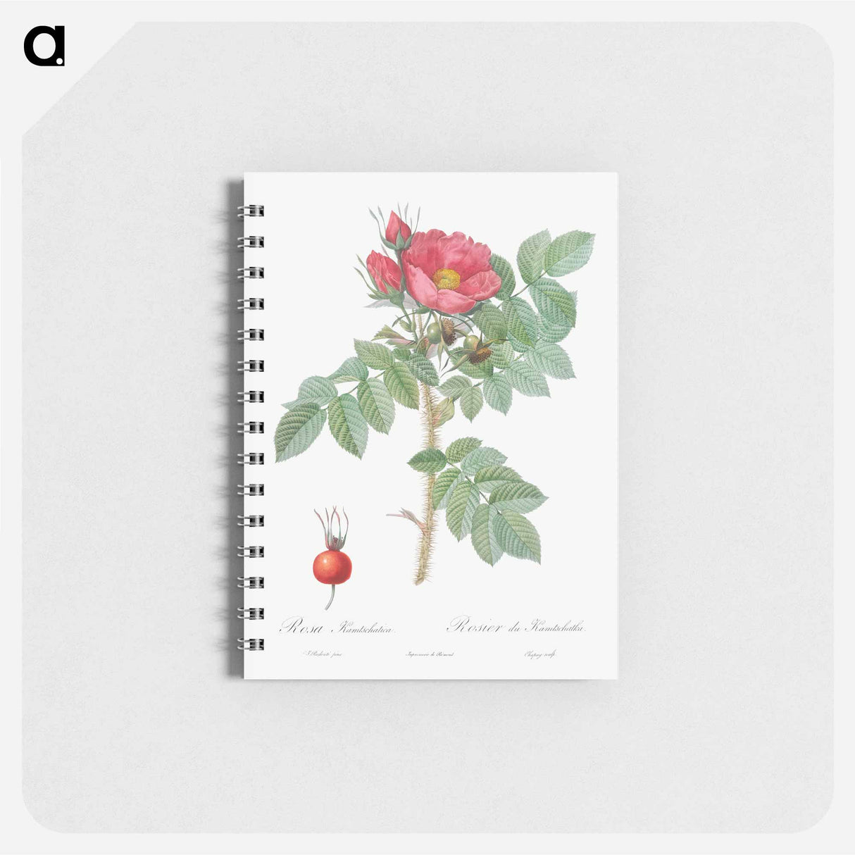 Kamtschatka Rose - ピエール ジョゼフ ルドゥーテ Memo.