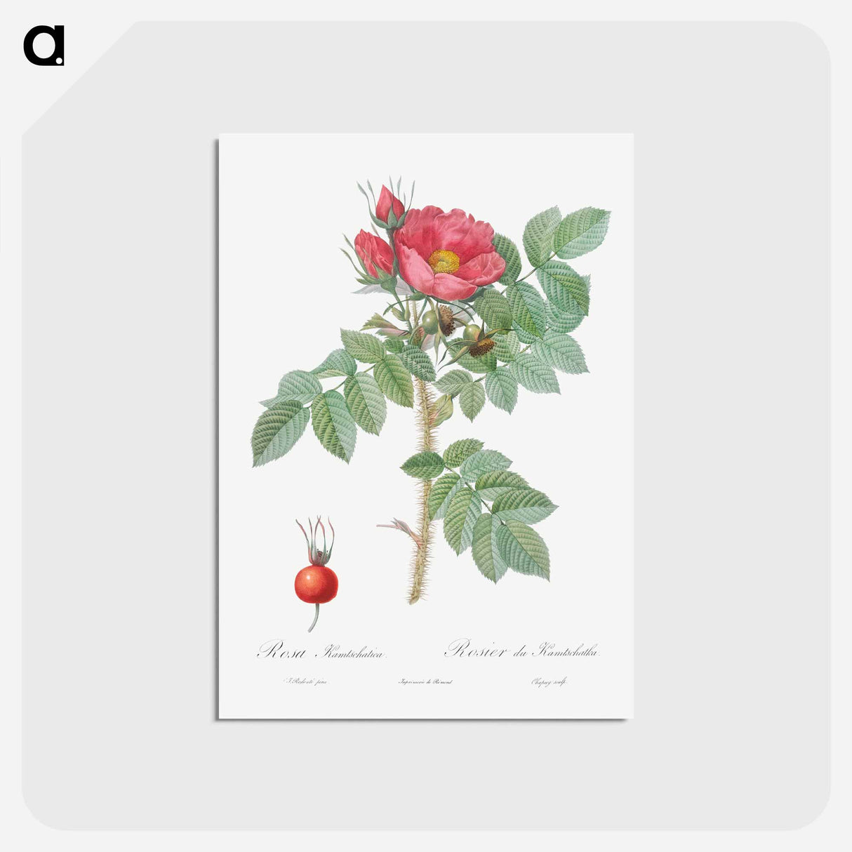 アートポストカード-Kamtschatka Rose - ピエール ジョゼフ ルドゥーテ Postcard.