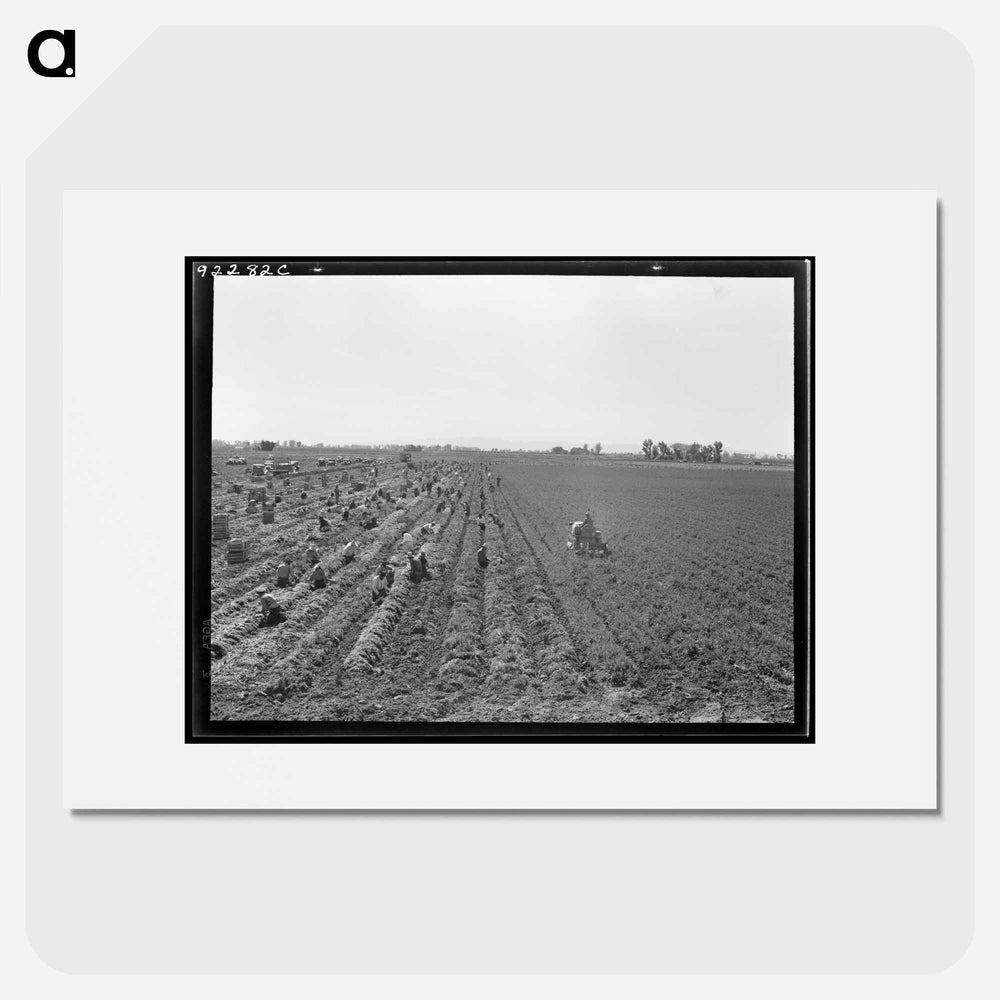 Untitled photo - Dorothea Lange Poster.