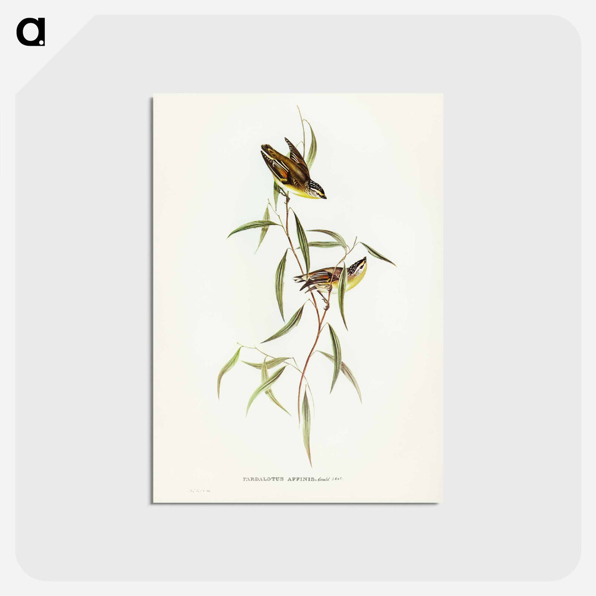 アートポストカード-Allied Pardalote
- ジョン グールド Postcard.