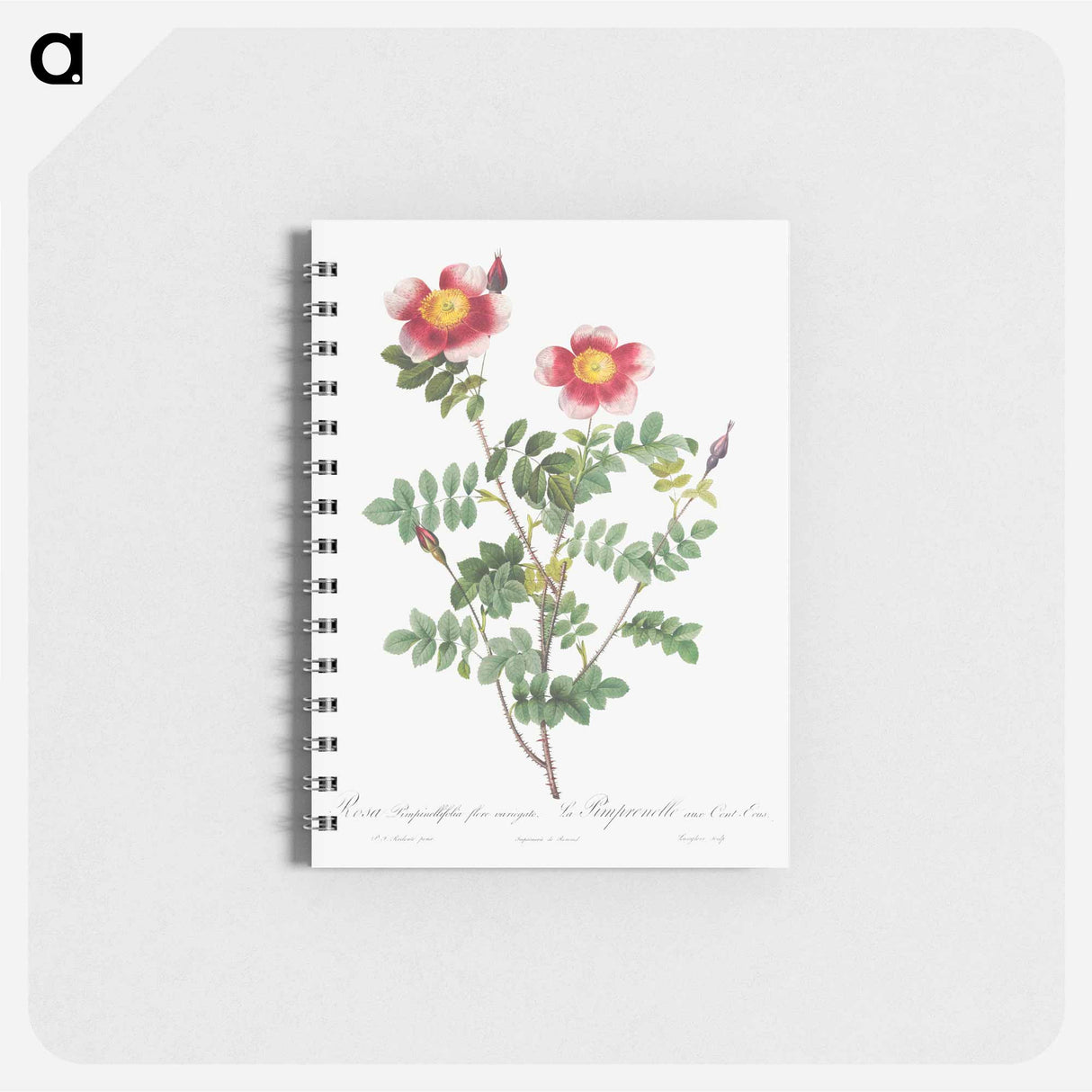 Variegated Flowering Variety of Burnet Rose, Rosa pimpinellifolia flore variegato - ピエール ジョゼフ ルドゥーテ Memo.