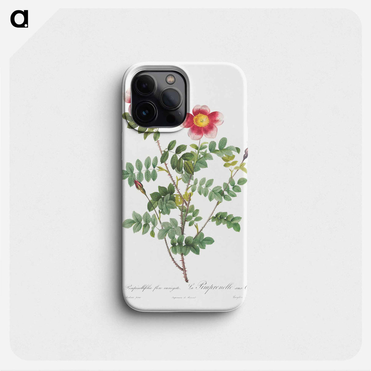 Variegated Flowering Variety of Burnet Rose, Rosa pimpinellifolia flore variegato - Pierre Joseph Redouté Phone Case.