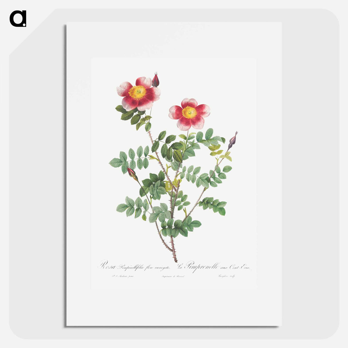 Variegated Flowering Variety of Burnet Rose, Rosa pimpinellifolia flore variegato - Pierre Joseph Redouté Poster.
