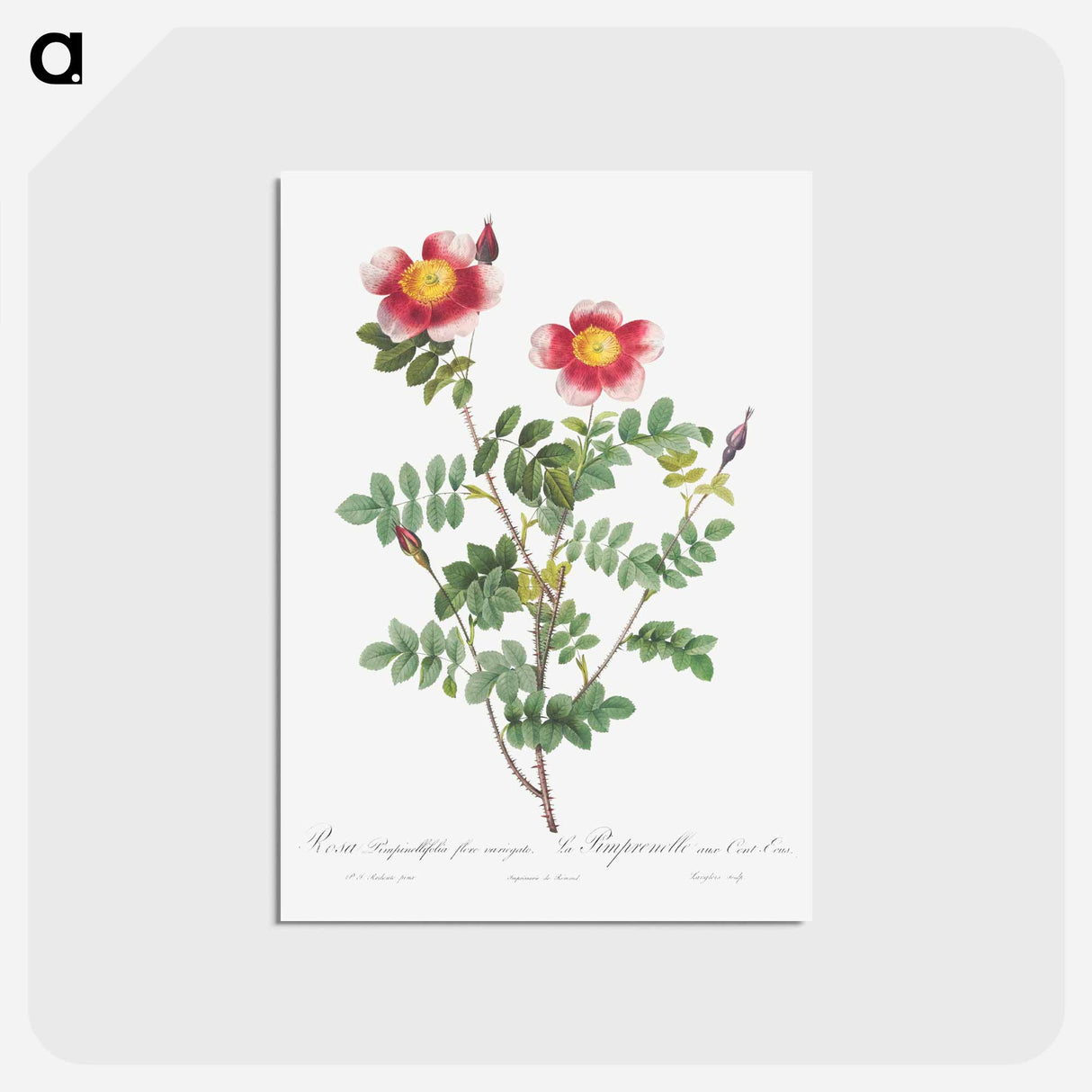 アートポストカード-Variegated Flowering Variety of Burnet Rose, Rosa pimpinellifolia flore variegato - ピエール ジョゼフ ルドゥーテ Postcard.