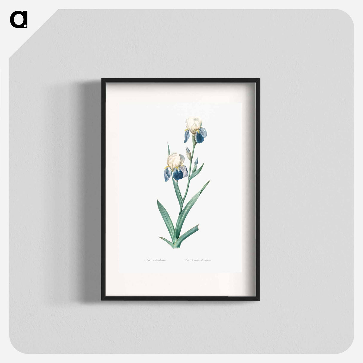 Elder scented iris illustration - Pierre Joseph Redouté Poster.