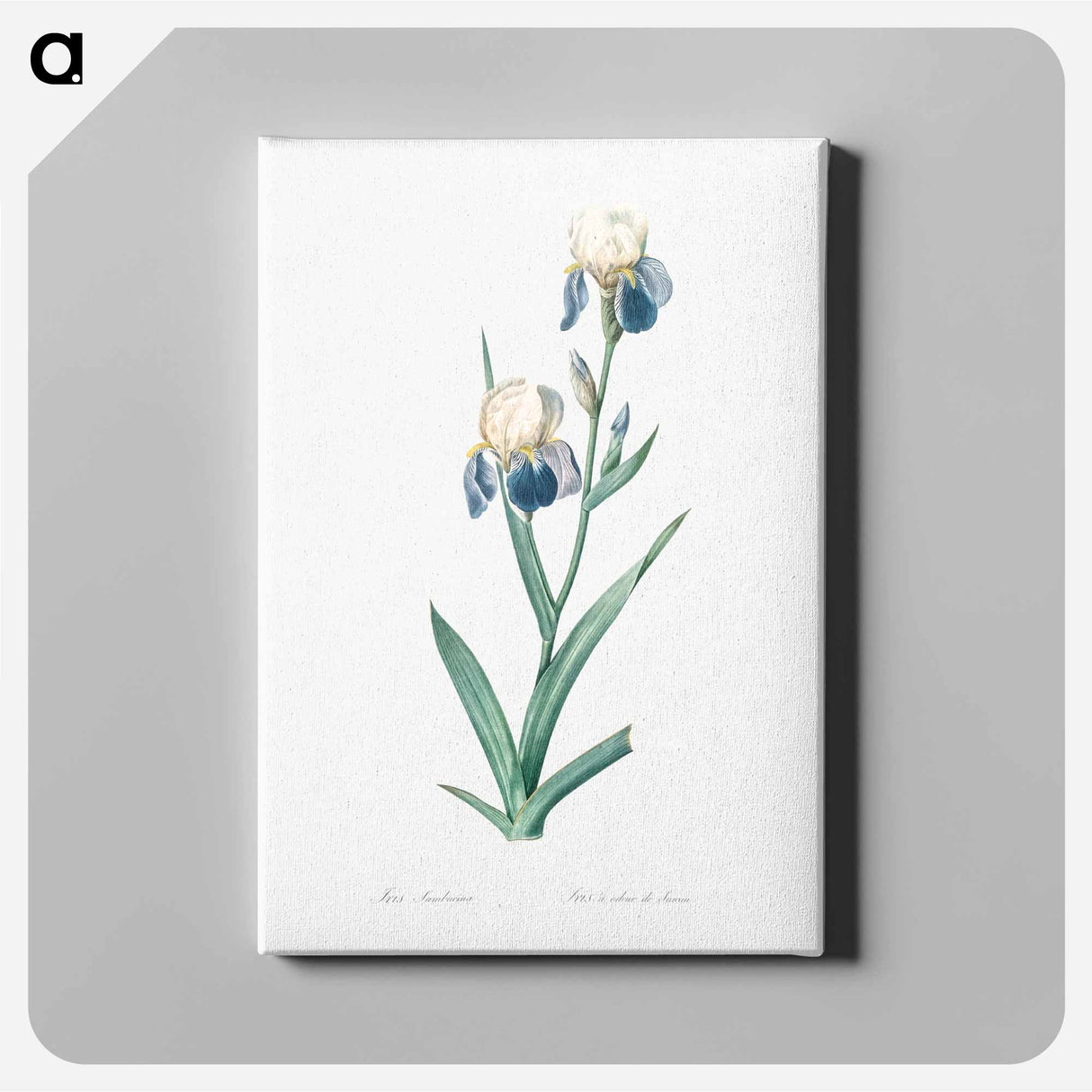 アートパネル-Elder scented iris illustration - ピエール ジョゼフ ルドゥーテ Canvas.