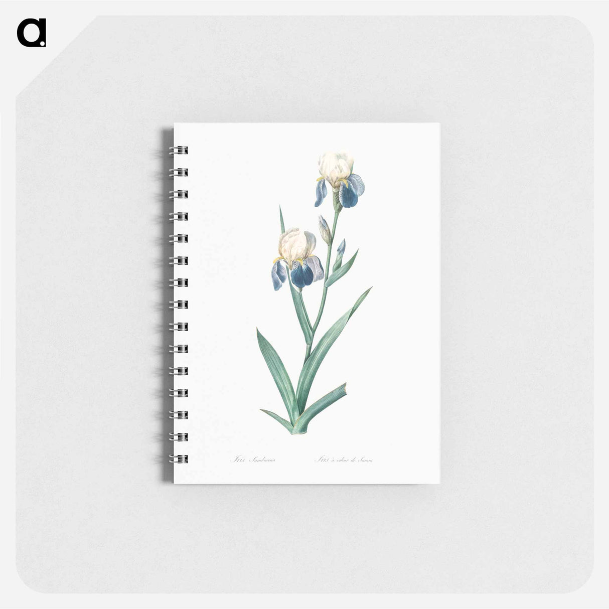 Elder scented iris illustration - ピエール ジョゼフ ルドゥーテ Memo.