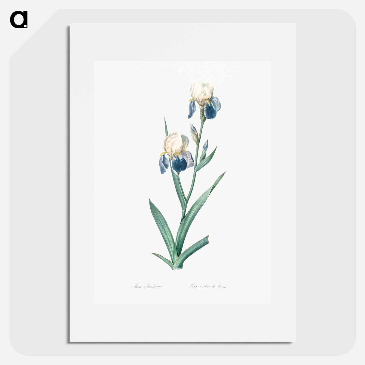 Elder scented iris illustration - Pierre Joseph Redouté Poster.