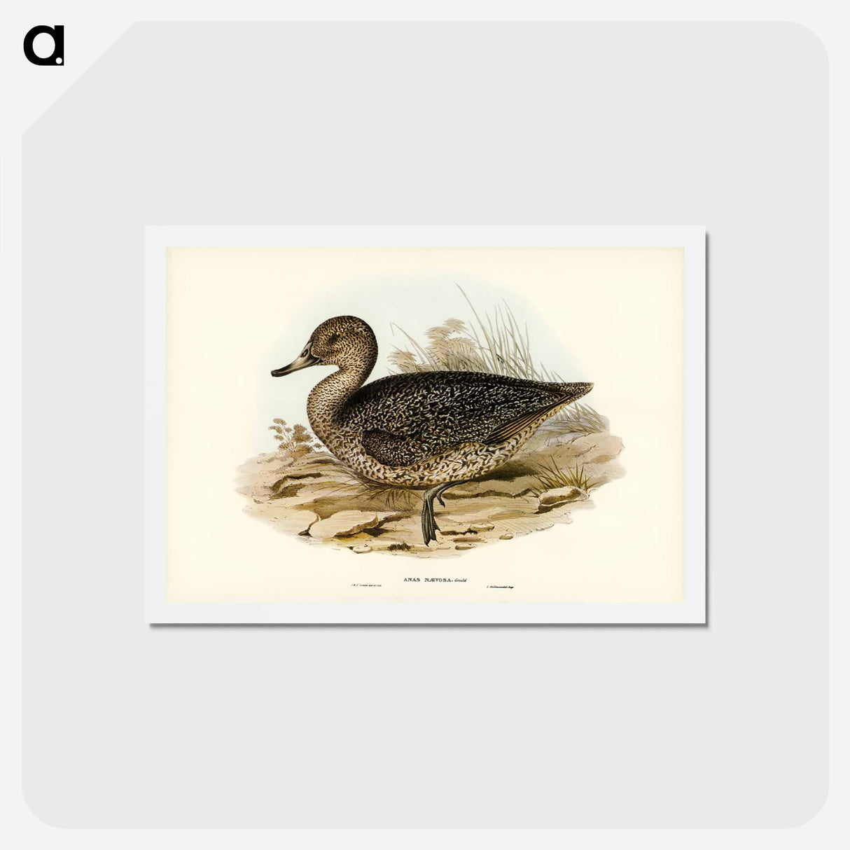 アートポストカード-Freckled Duck
- ジョン グールド Postcard.