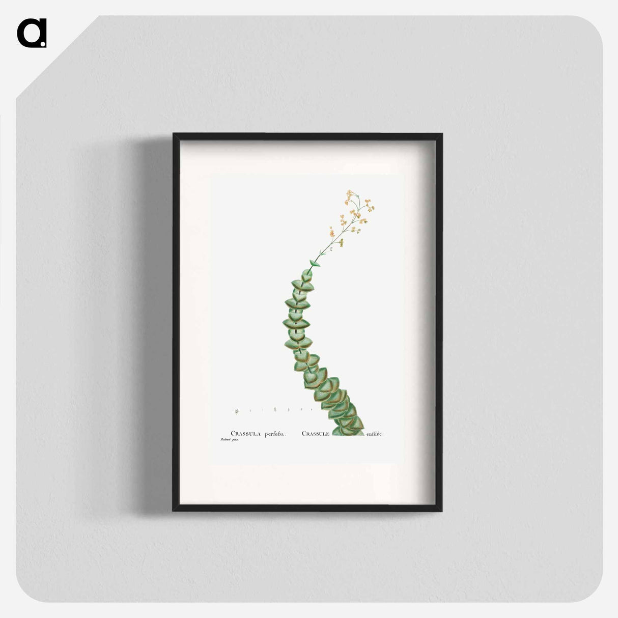 Crassula Perforata (String of Buttons) - Pierre Joseph Redouté Poster.