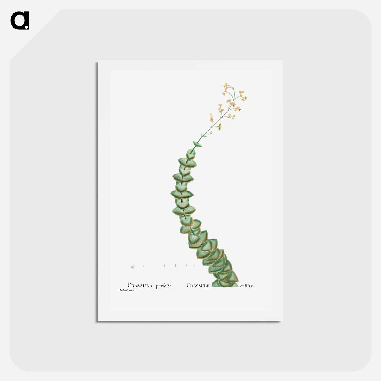 アートポストカード-Crassula Perforata (String of Buttons) - ピエール ジョゼフ ルドゥーテ Postcard.