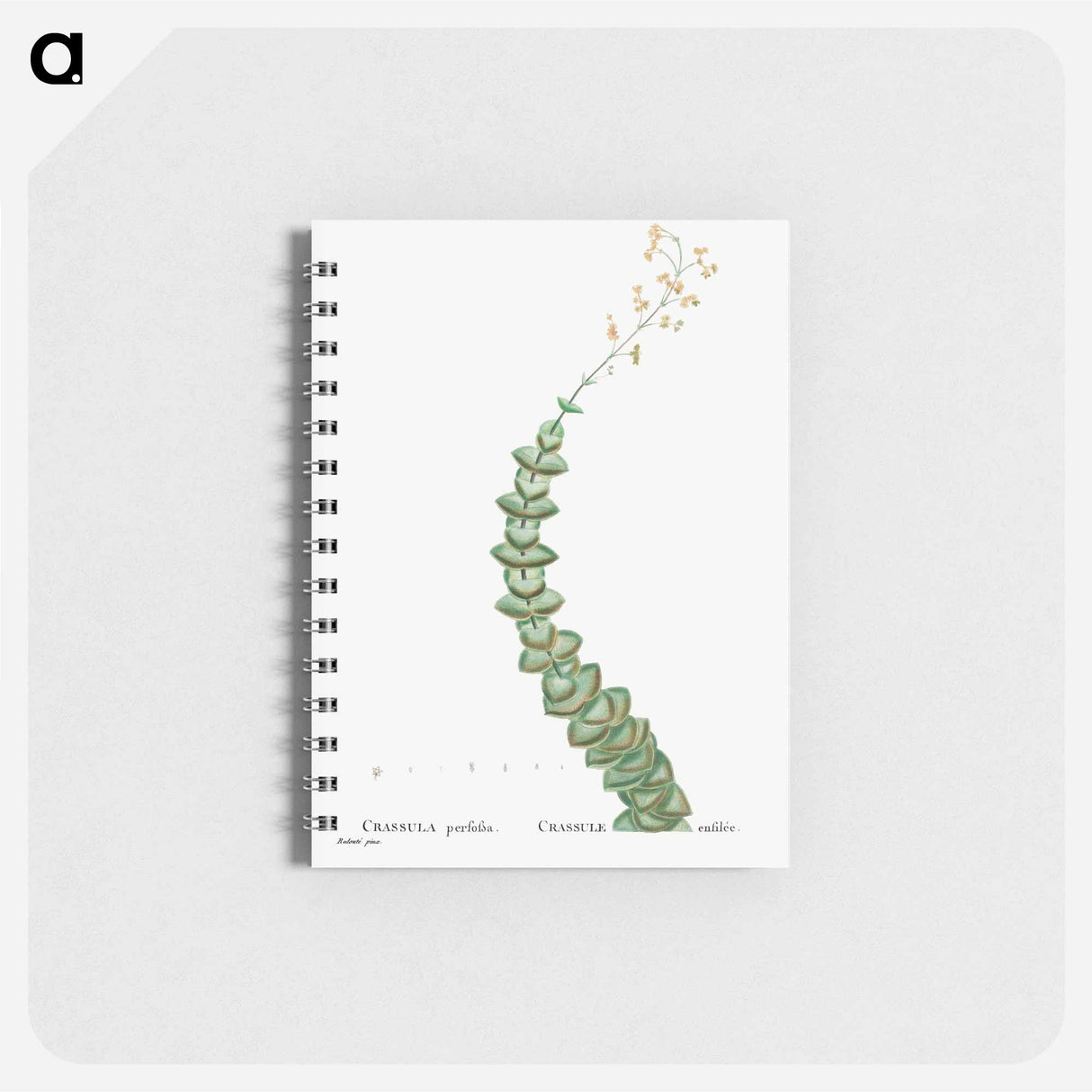 Crassula Perforata (String of Buttons) - ピエール ジョゼフ ルドゥーテ Memo.