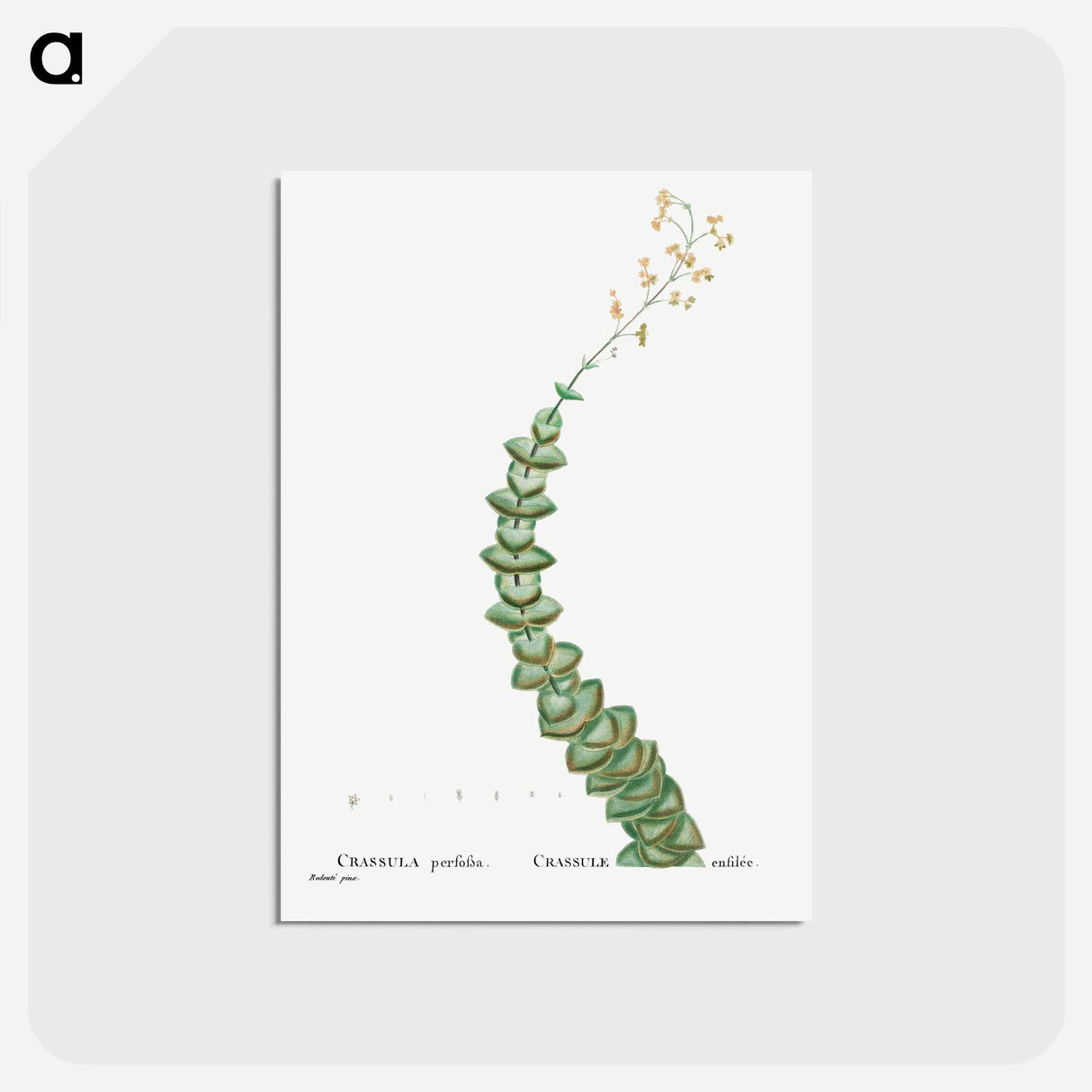 アートポストカード-Crassula Perforata (String of Buttons) - ピエール ジョゼフ ルドゥーテ Postcard.